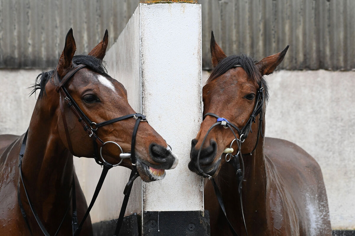 Trainer Gordon Elliott horses Teahupoo (left) and Galvin. Picture: Healy Racing