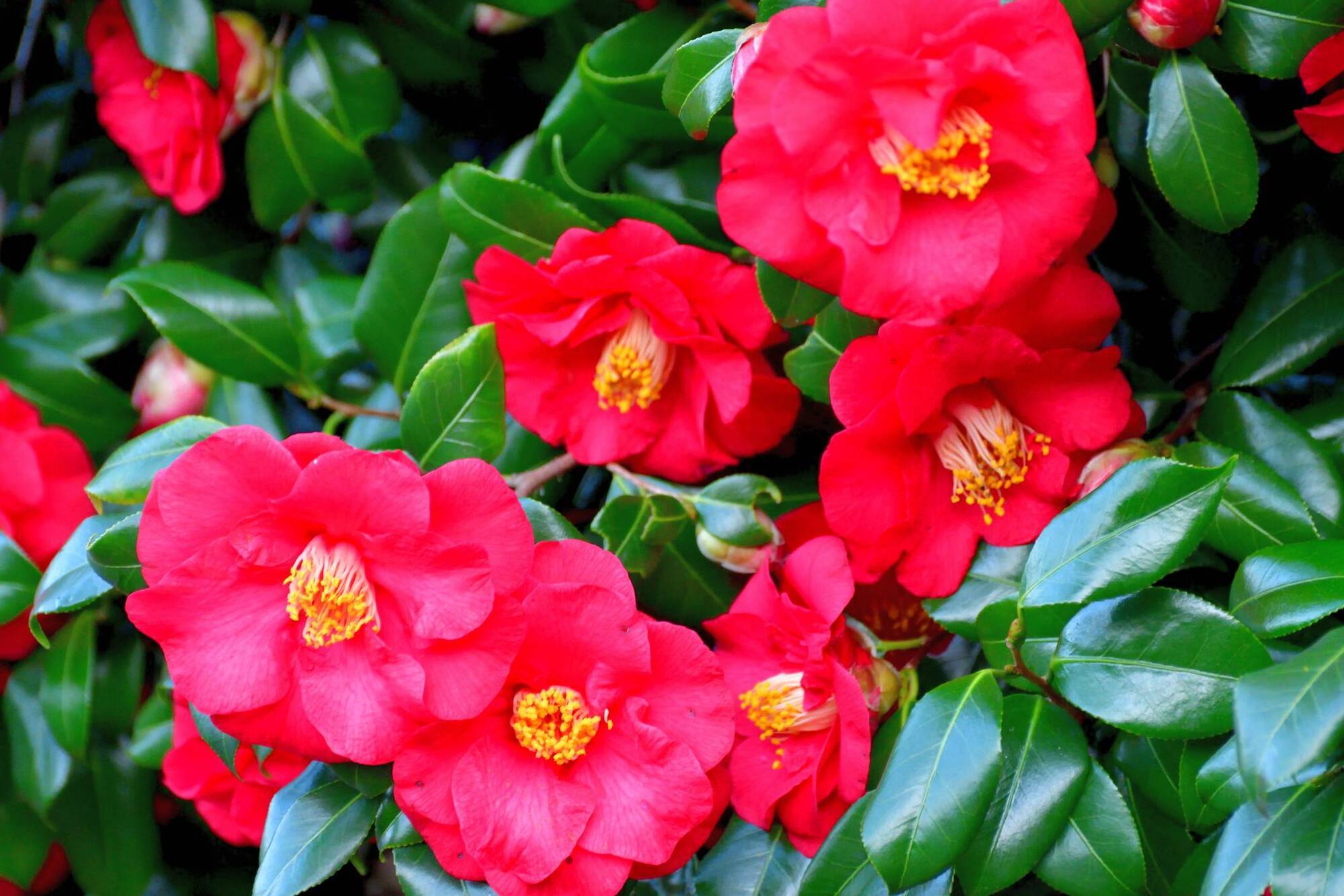 Garden Q&A: Is it wise to move a camellia after it flowers?