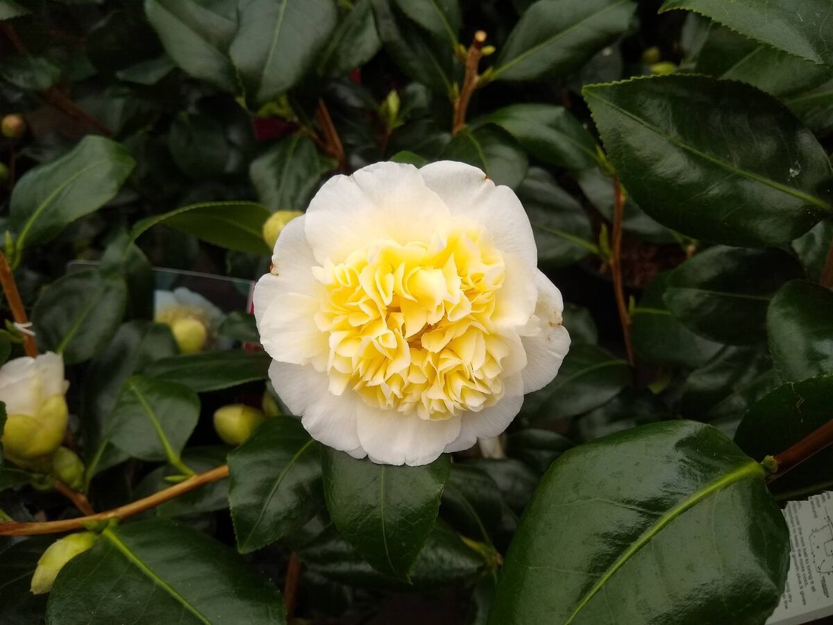 Camellia Brushfields Yellow was the first flower to bloom this spring in Peter's garden. Picture: iStock