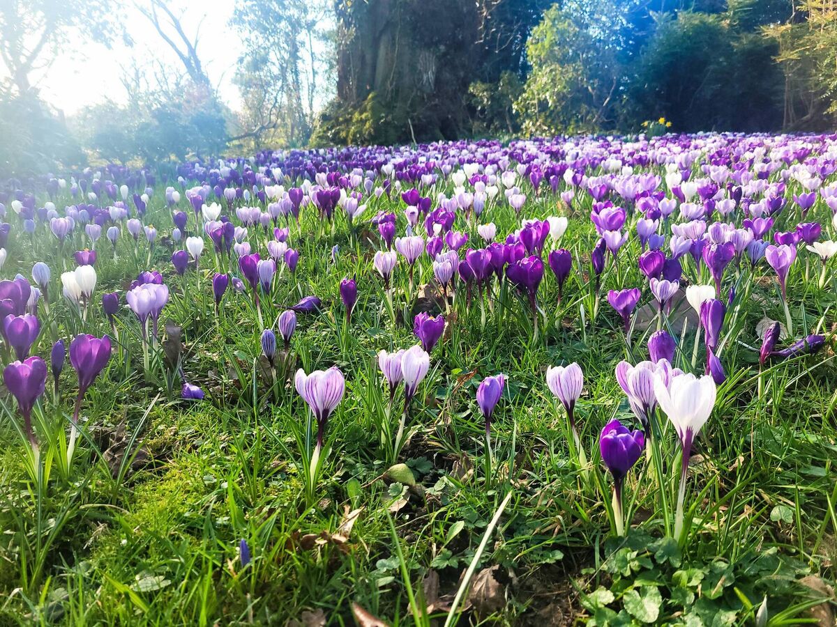 A crocus lawn at Mount Congreve. A crocus lawn at Mount Congreve.