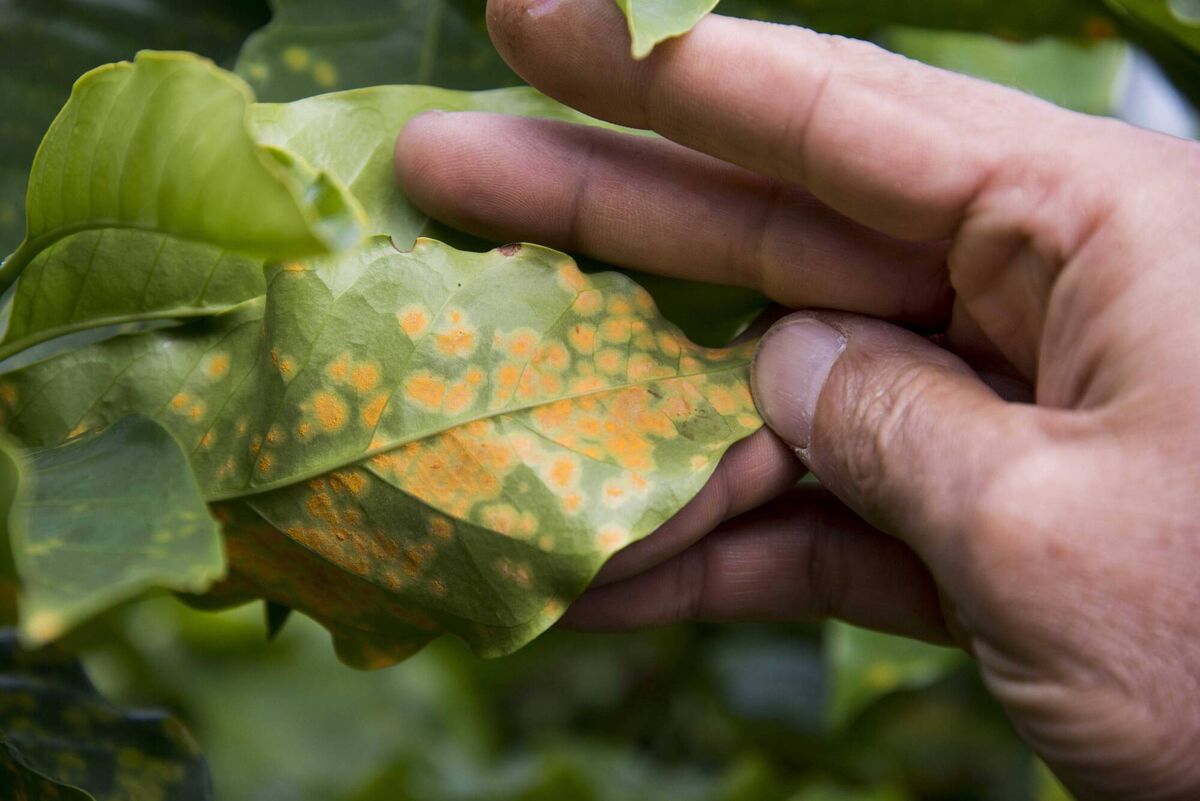 A plant infested with the coffee-eating fungus roya in San Jose. Picture: Ezequiel Becerra/AFP via Getty Images