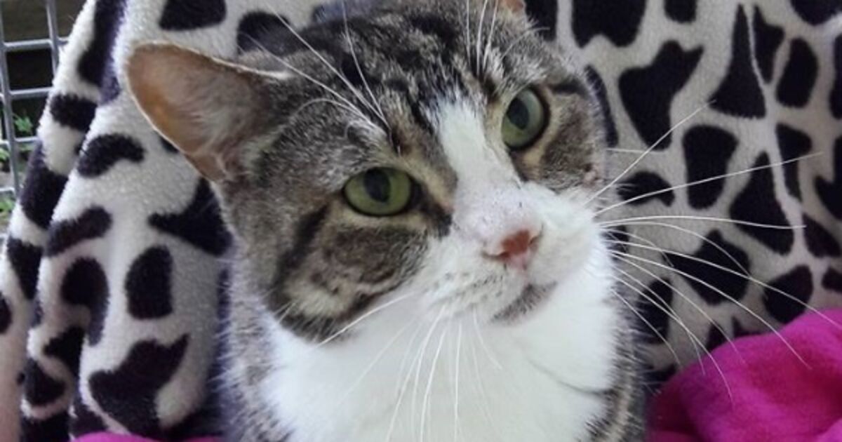 specsavers ad cat flap