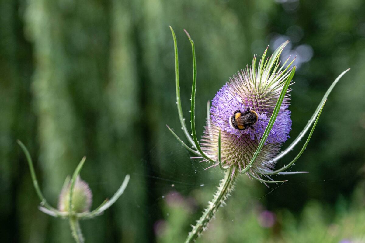 Teasel is a beautiful native plant in any garden, loved by bees and butterflies when in flower and later, will act as a feeding station for small birds. Picture: iStock