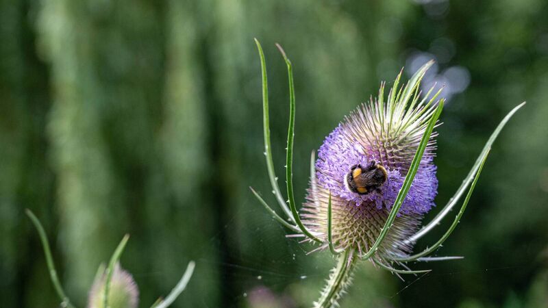 Peter Dowdall: Time to enjoy the green energy of spring in your garden