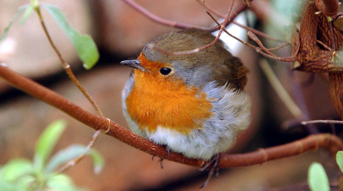 German researchers: Wolfgang Wiltschko and his wife Roswitha showed that robins use the Earth’s magnetism when migrating. Picture: Dan LInehan