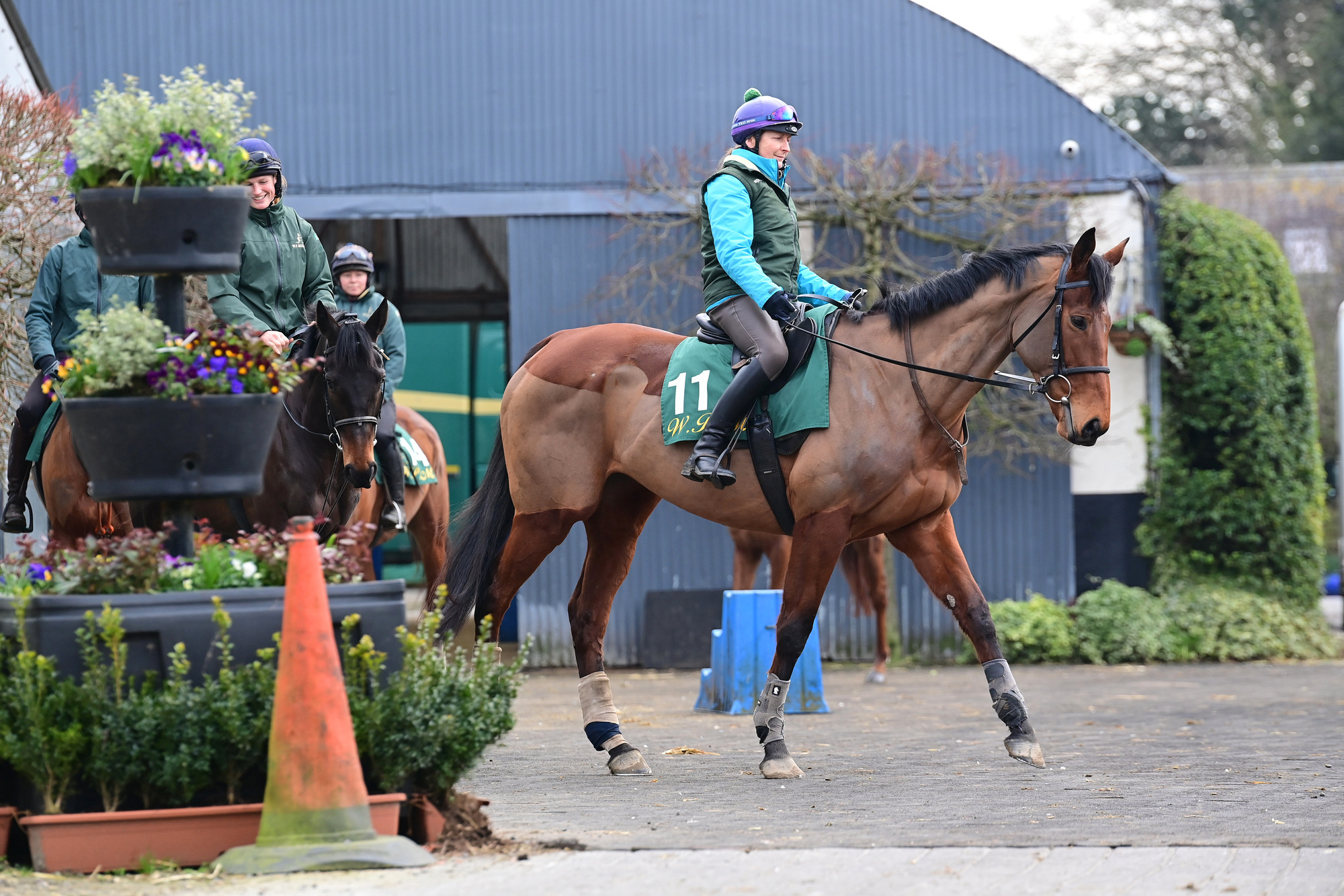 Night and Day ruled out of Cheltenham Festival