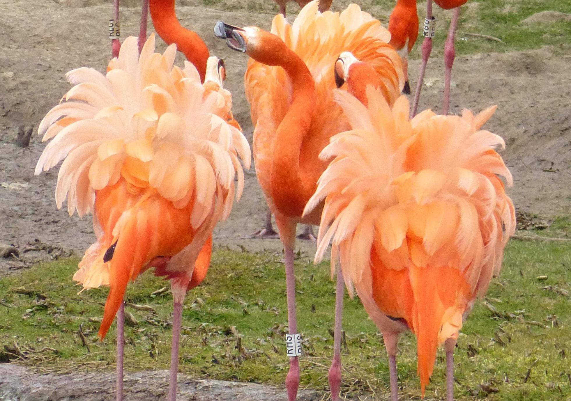 Flamingo personalities analysed and 'birds of a feather' really do flock together