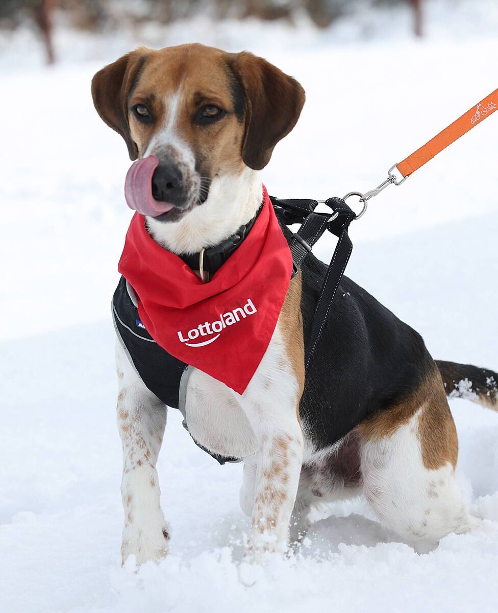 Those who take in a pet must be willing to invest the time needed to properly train them and socialise them with other animals, people, and places. Those who take in a pet must be willing to invest the time needed to properly train them and socialise them with other animals, people, and places.