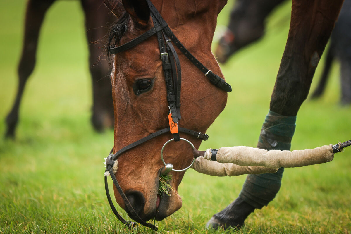 Honeysuckle won the Mares' Hurdle in 2020 before winning the Champion Hurdle the last two years. Picture: Tom Maher/Inpho Honeysuckle won the Mares' Hurdle in 2020 before winning the Champion Hurdle the last two years. Picture: Tom Maher/Inpho