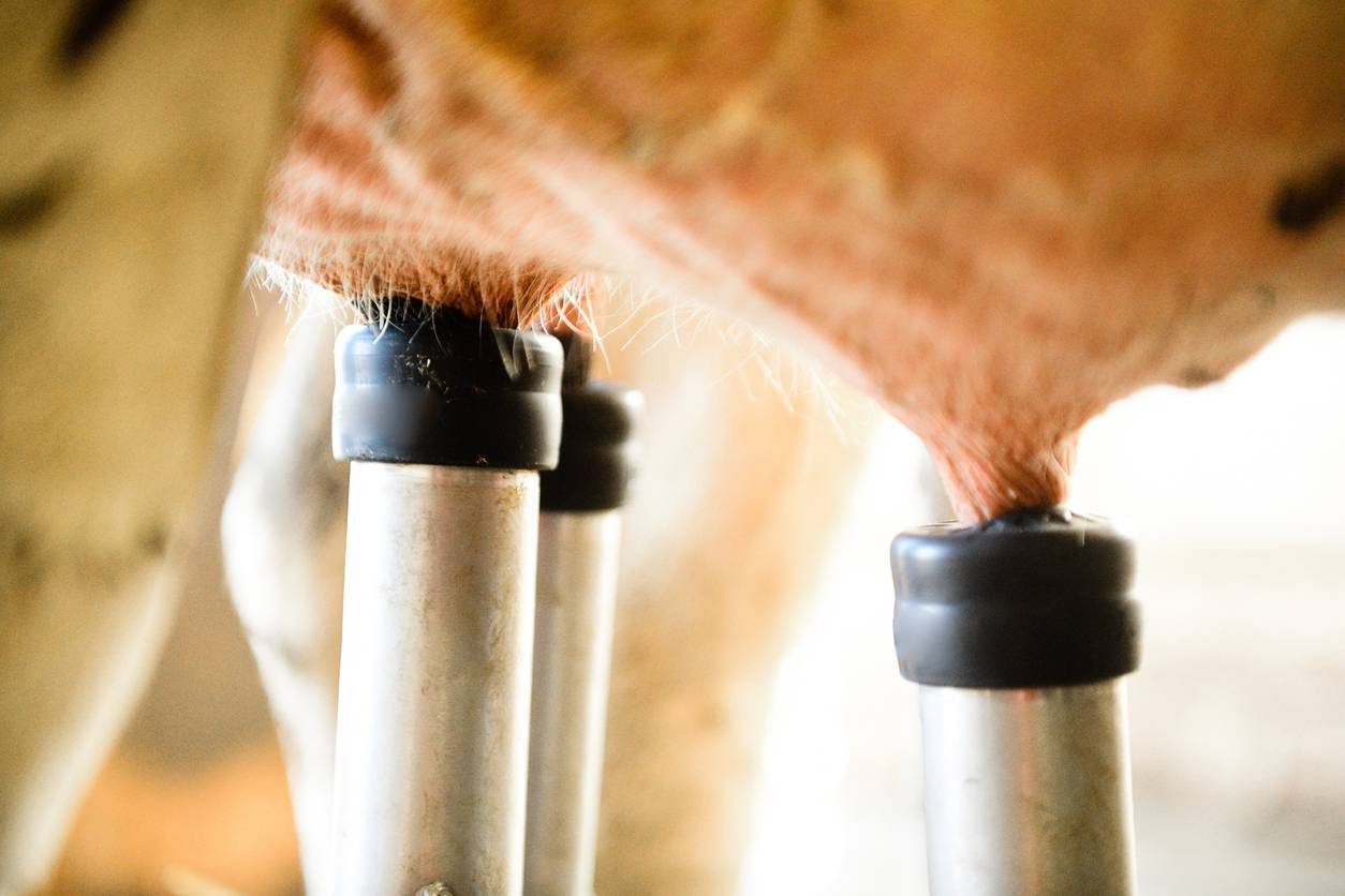Danish dairy study weighs up options at drying-off