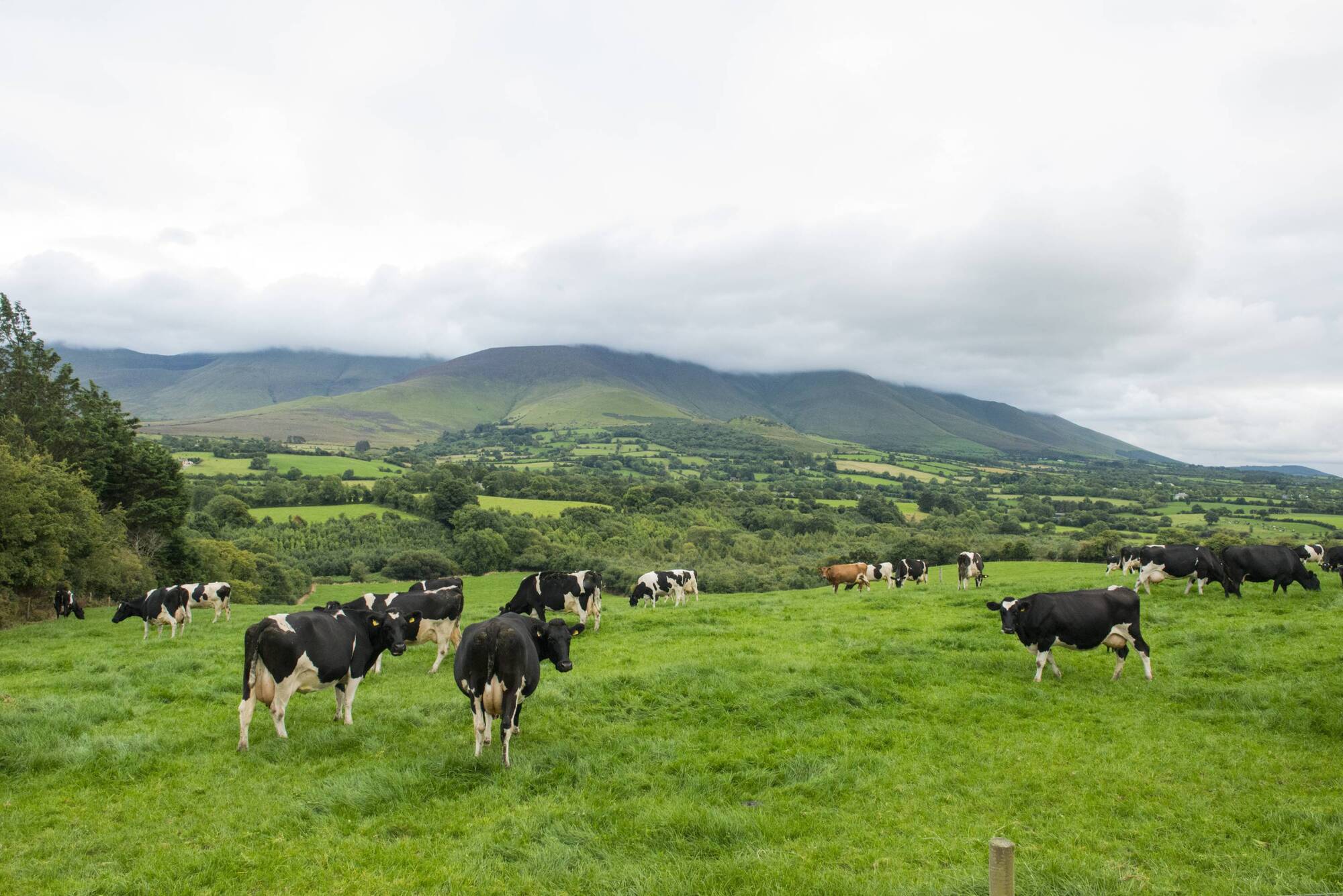 Minister for Agriculture Charlie McConalogue said that he is conscious that due to the new banding rules, some farmers may find that their nitrogen excretion rates will result in an increase to the overall farm organic nitrogen stocking rate.