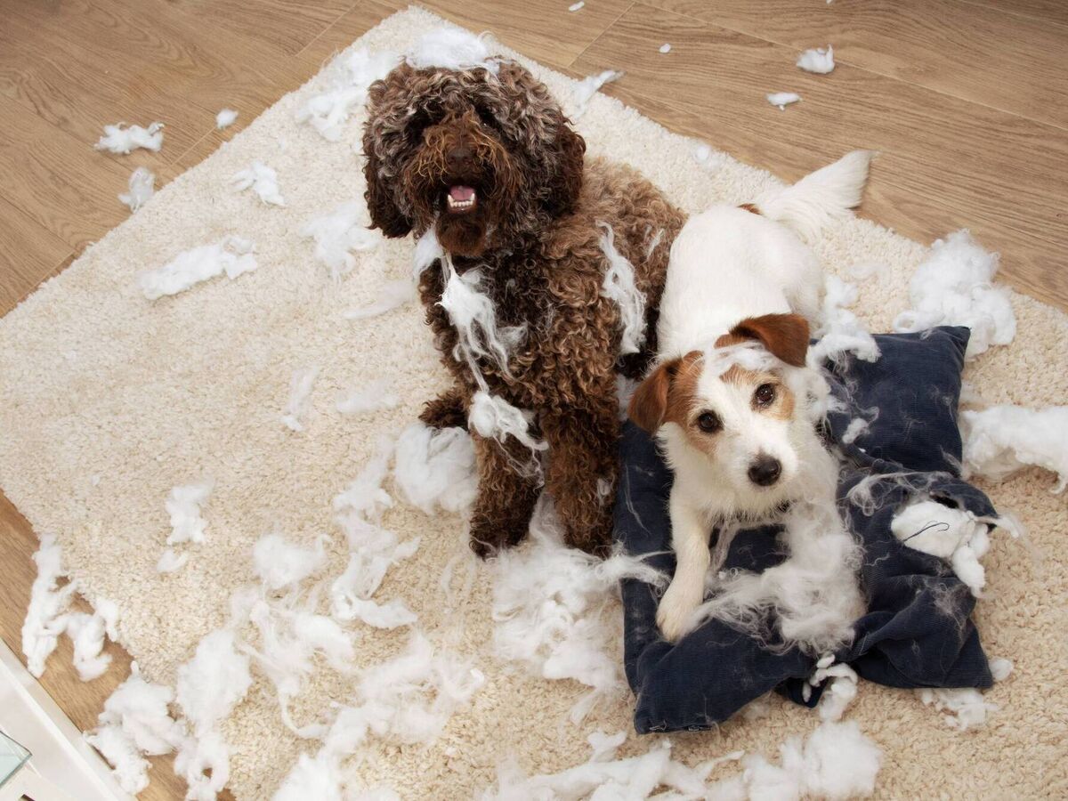 When Should You Fix Your Dog