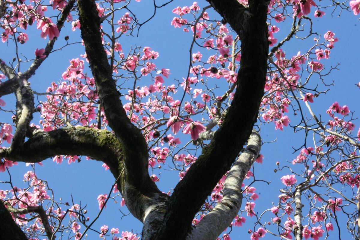 Magnolia campbellii, Kilmacurragh.