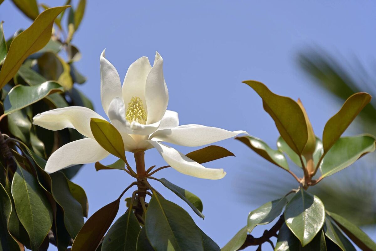 Magnolia grandiflora. Picture: iStock