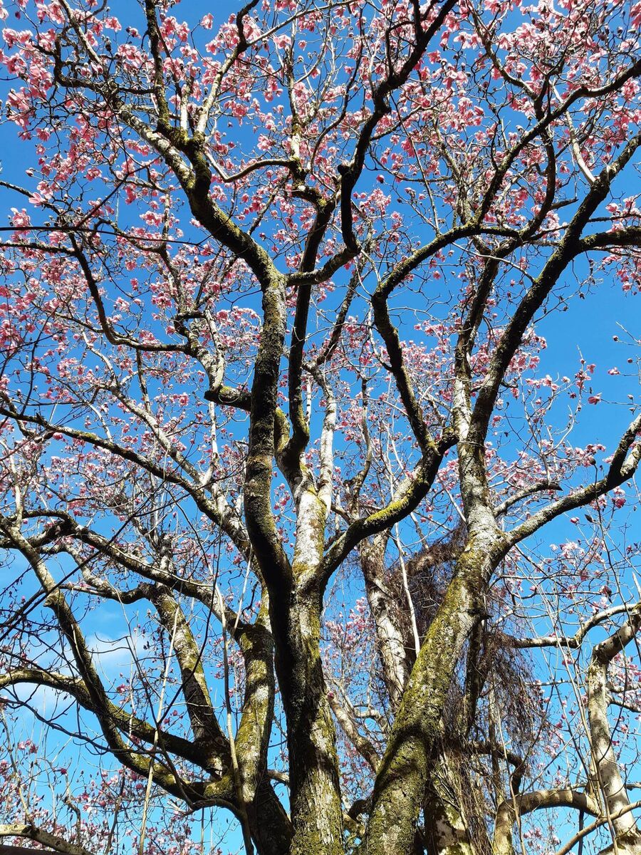 Magnolia campbellii, Kilmacurragh.