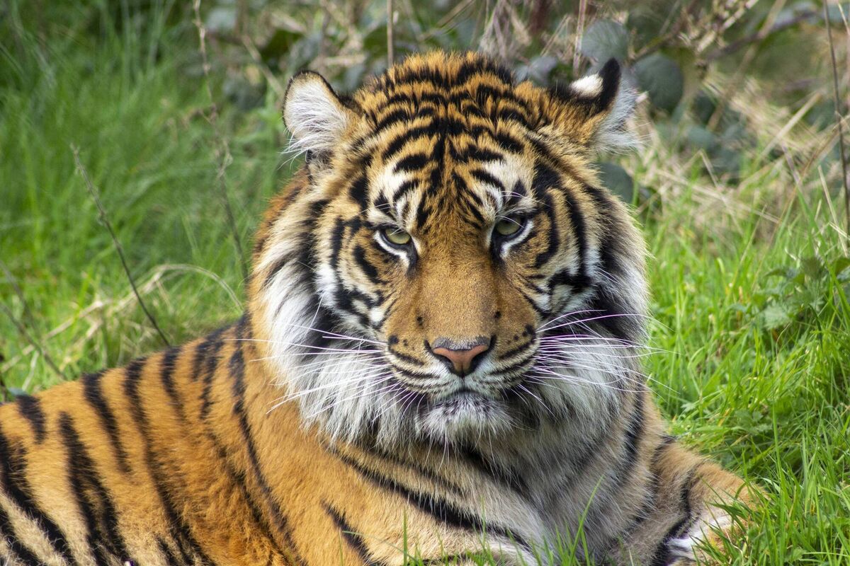 Jambi has settled in at Fota after a quiet first few days.