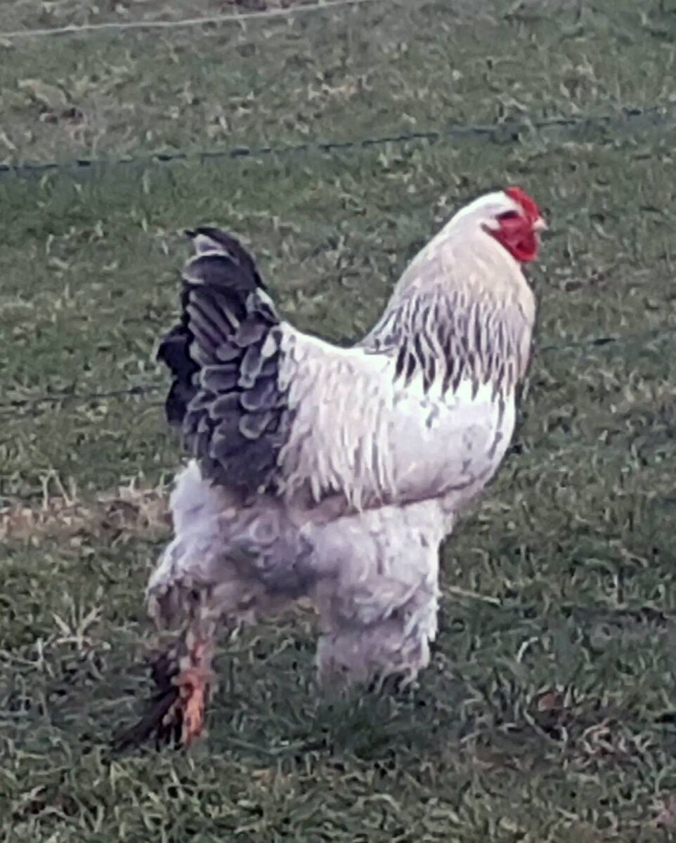 Jasper Kraus, 67, suffered a heart attack after his Brahma chicken plunged its spur into his leg. The incident attracted worldwide attention. Picture: Virginia Guinan Jasper Kraus, 67, suffered a heart attack after his Brahma chicken plunged its spur into his leg. The incident attracted worldwide attention. Picture: Virginia Guinan