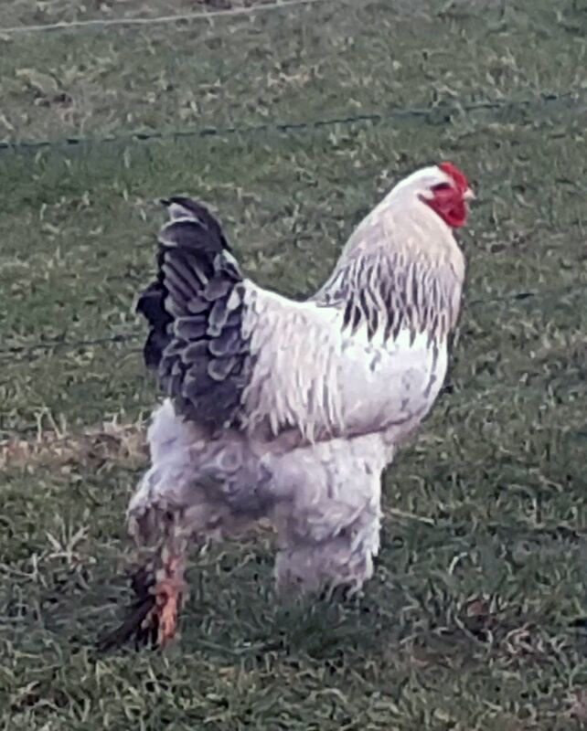 Jasper Kraus, 67, suffered a heart attack after his Brahma chicken plunged its spur into his leg. The incident attracted worldwide attention. Picture: Virginia Guinan 
