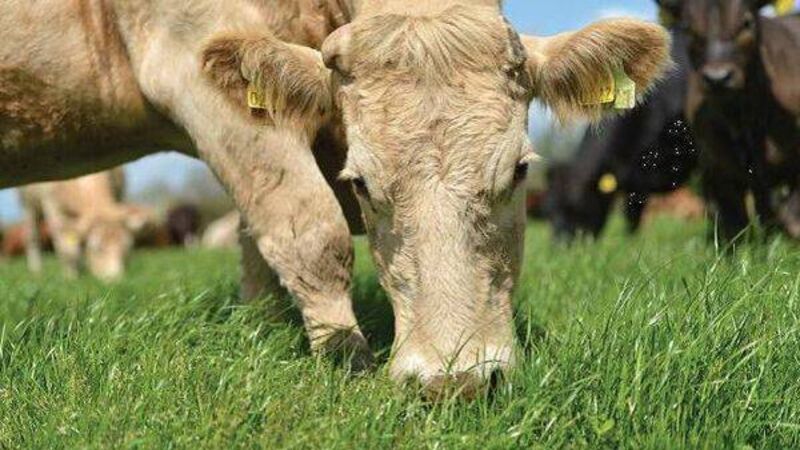 Suckler and dairy beef welfare schemes open
