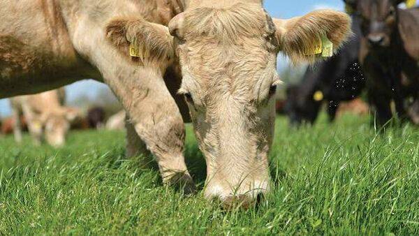 These two schemes are the €260m Suckler Carbon Efficiency Programme (SCEP) under the CAP Strategic Plan, and the €5m National Dairy Beef Welfare Scheme 2023.