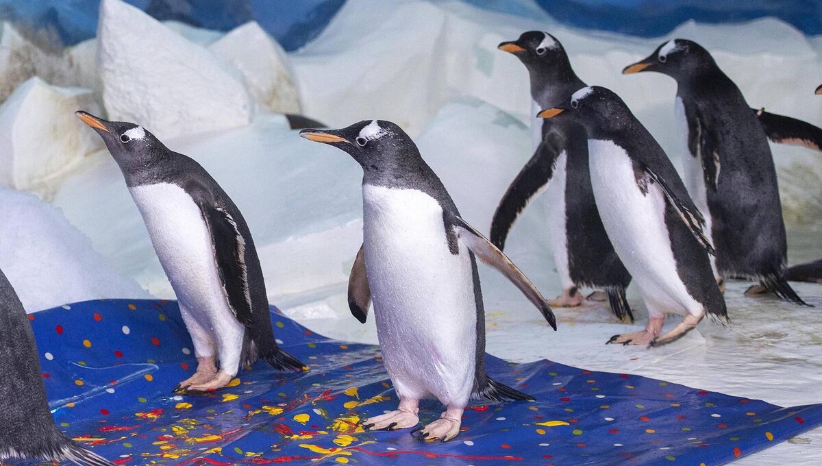 Penguins in the Oceanworld Aquarium in Dingle, Co Kerry engage with painting. Photo: Domnick Walsh