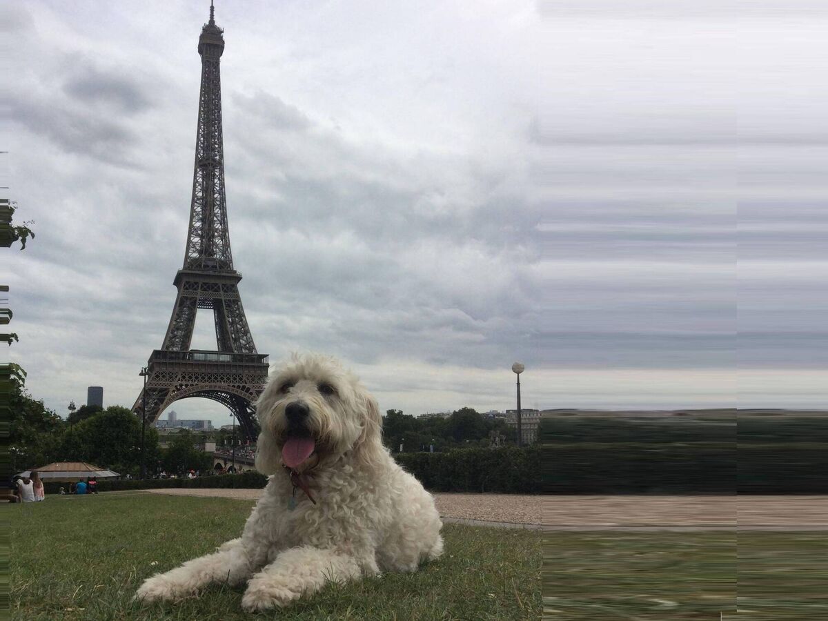 Tilly posing in front of the Eiffel Tower in Paris, where people enjoyed petting a larger dog than is usually seen in the French capital.