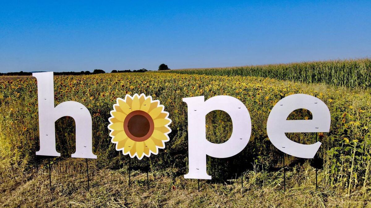 Kilkenny Sunflower Field is expected to reopen this summer with free entry for all visitors — though making a donation while you're there can go a long way! Kilkenny Sunflower Field is expected to reopen this summer with free entry for all visitors — though making a donation while you're there can go a long way!