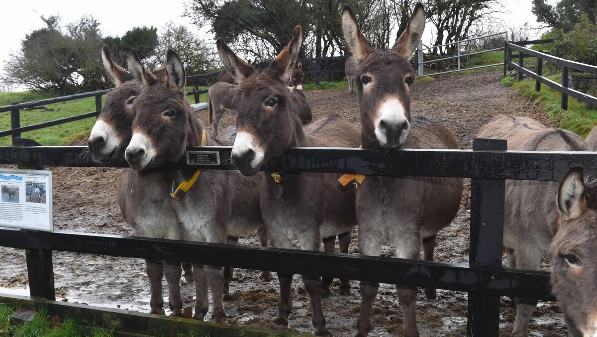 The Donkey Sanctuary in Liscarroll, Co Cork, is open year-round free of charge, with donations optional. The Donkey Sanctuary in Liscarroll, Co Cork, is open year-round free of charge, with donations optional.