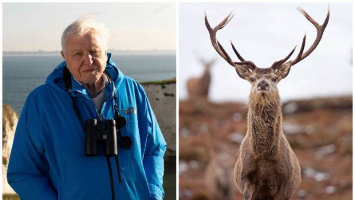 Wild Isles: The inside story of the Killarney scenes in David Attenborough's show - Vimarsana News