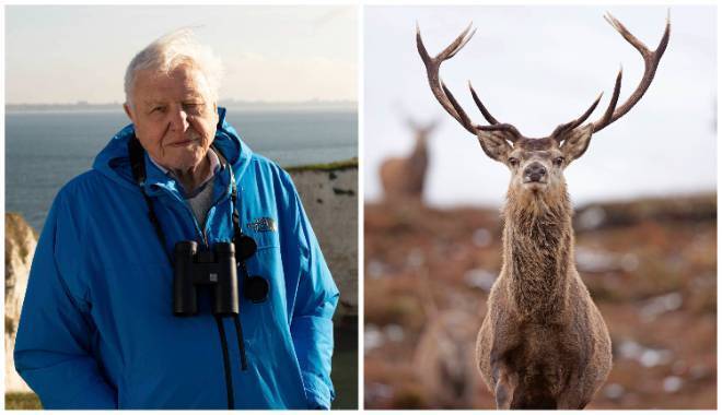 Wild Isles: The inside story of the Killarney scenes in David Attenborough's show 