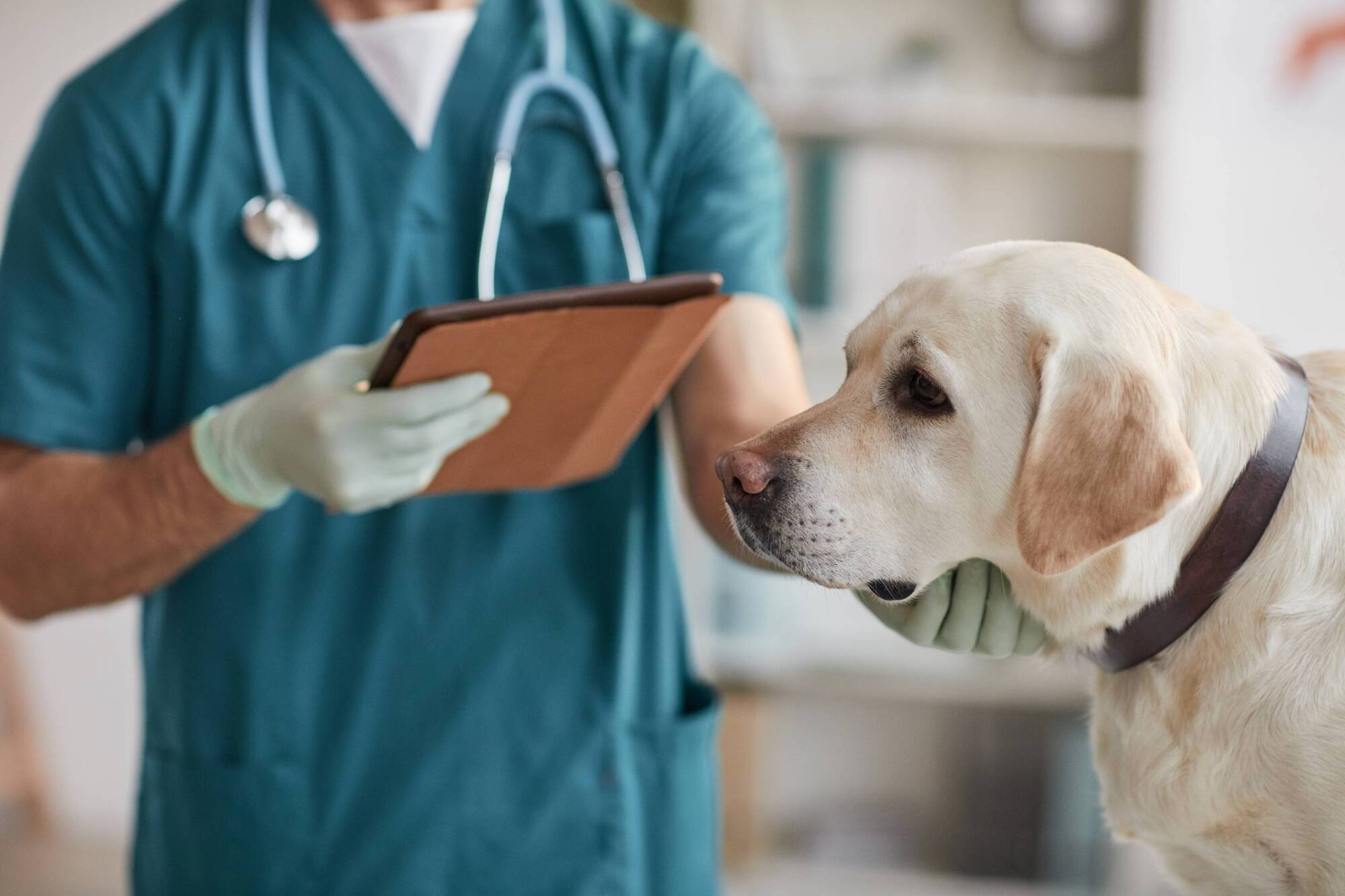'Serious safety issues' force Cork's Gilabbey Veterinary Hospital to permanently shut 
