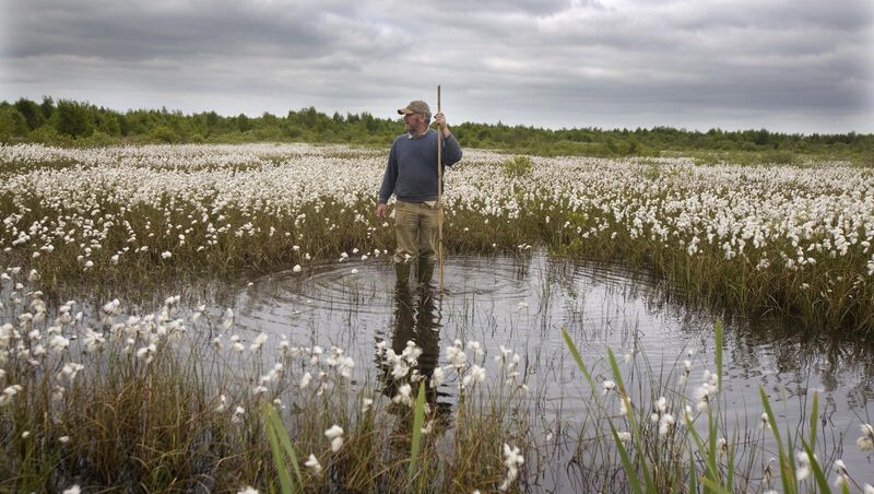 Nicky O'Neill from Clonbulloge Village, checks out the water level in a Bog Cotton lake on the Bog of Allen in County Offally. Nicky O'Neill from Clonbulloge Village, checks out the water level in a Bog Cotton lake on the Bog of Allen in County Offally.