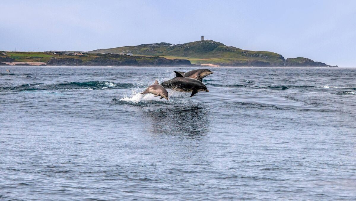 Dolphin family at Banbas Crown, Malin Head, Co Donegal. 