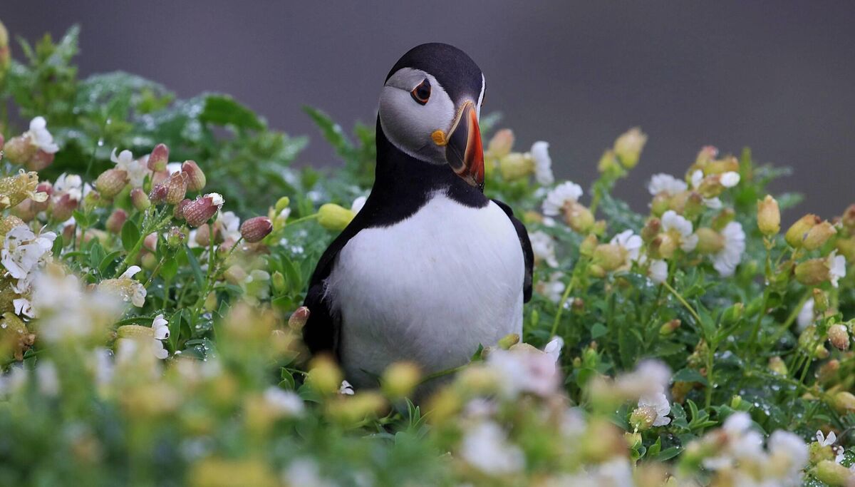 Skellig Michael is home to thousands of Atlantic puffins, at least for part of the year.