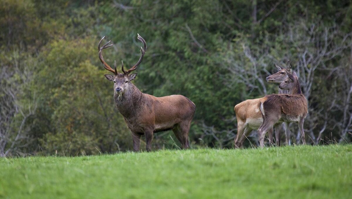 Red Deer stag and harem, Cervus elaphus, in Killarney National Park during the annual rutting season. 