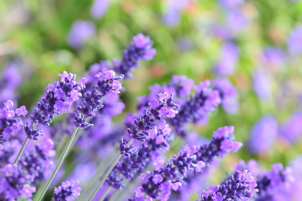 Native to the Mediterranean, lavender is a treat for all the senses.