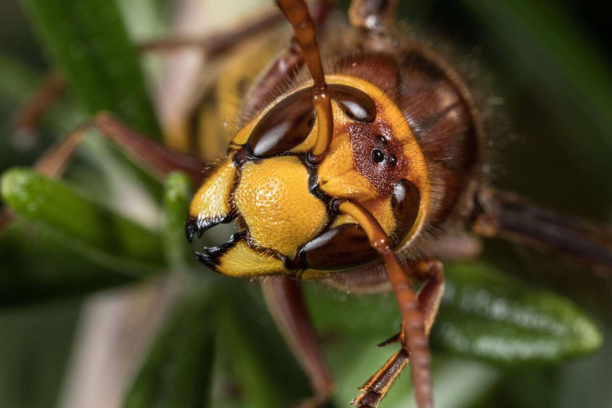 Hornets have their place, says Massey. Picture: Alamy/PA