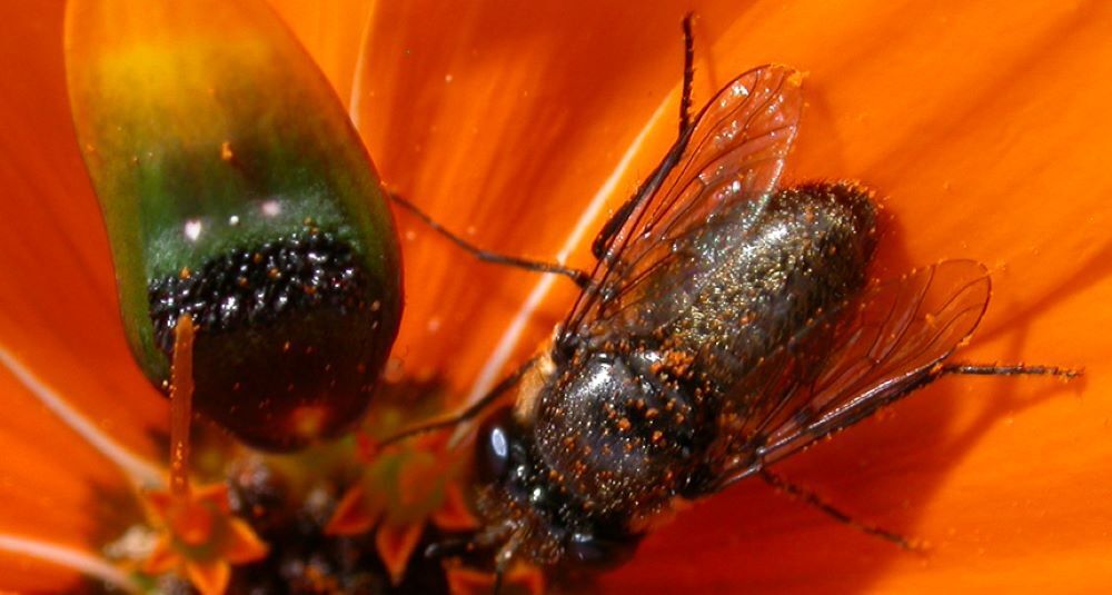 Scientists reveal how deceptive daisy creates ‘fake lady flies’ to attract males