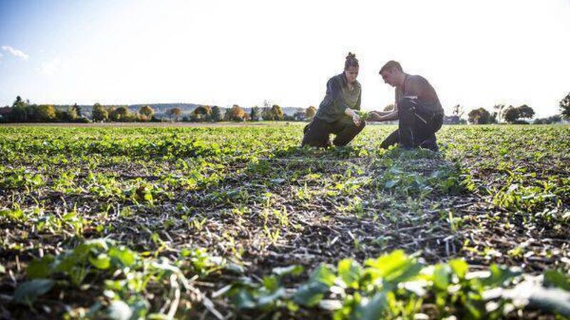 Call opens for agriculture research proposals under US-Ireland partnership 