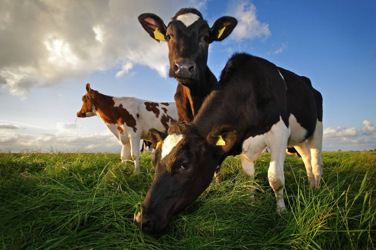 Irish agriculture policy lacks ambition to address the climate and biodiversity crises