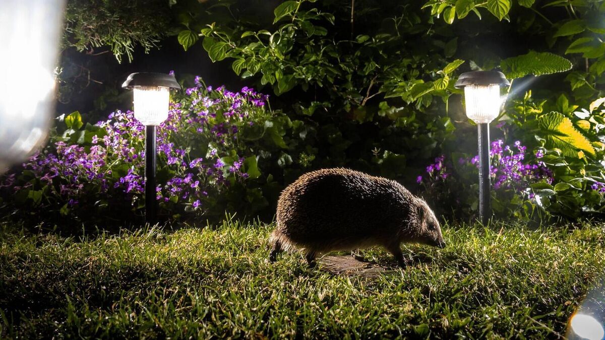 Video: Garden scraps — hedgehogs stand their ground - Vimarsana News