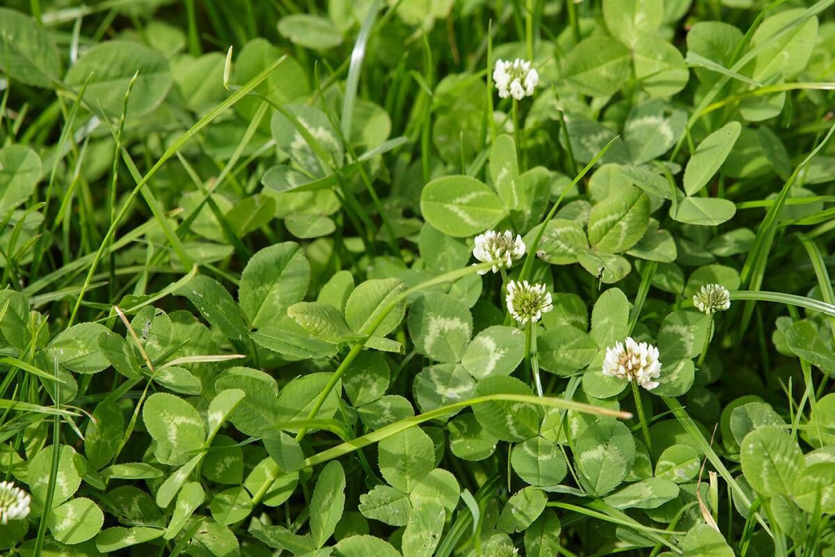 Use the latest plant genetics to drive grass production, rather than fertiliser, say grass experts at Germinal.