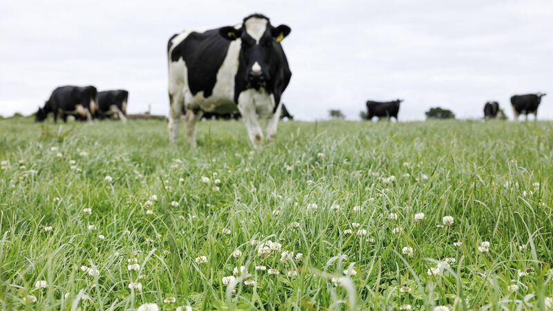 Ensure your reseed is value for money as input costs stay high