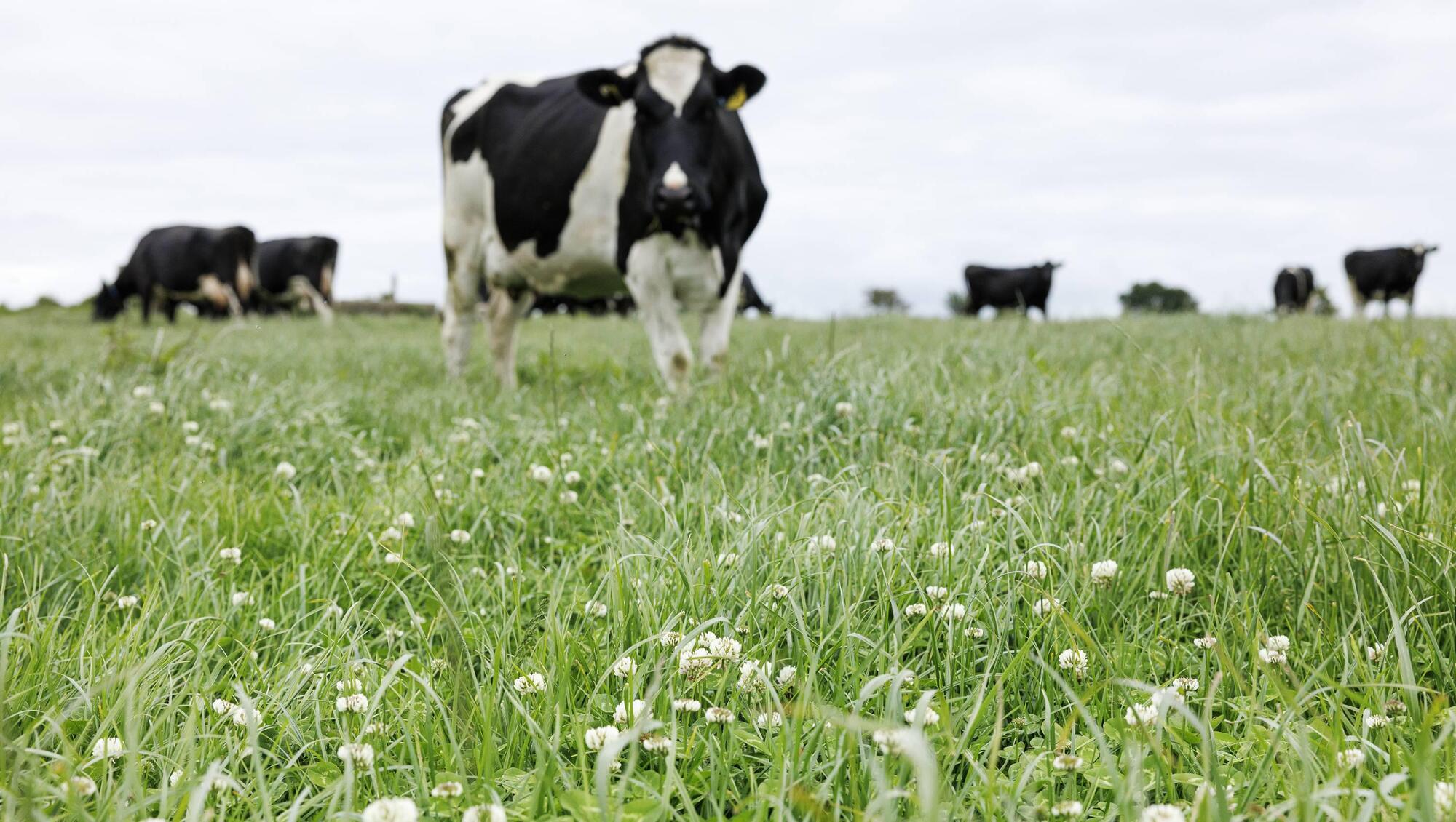 Ensure your reseed is value for money as input costs stay high