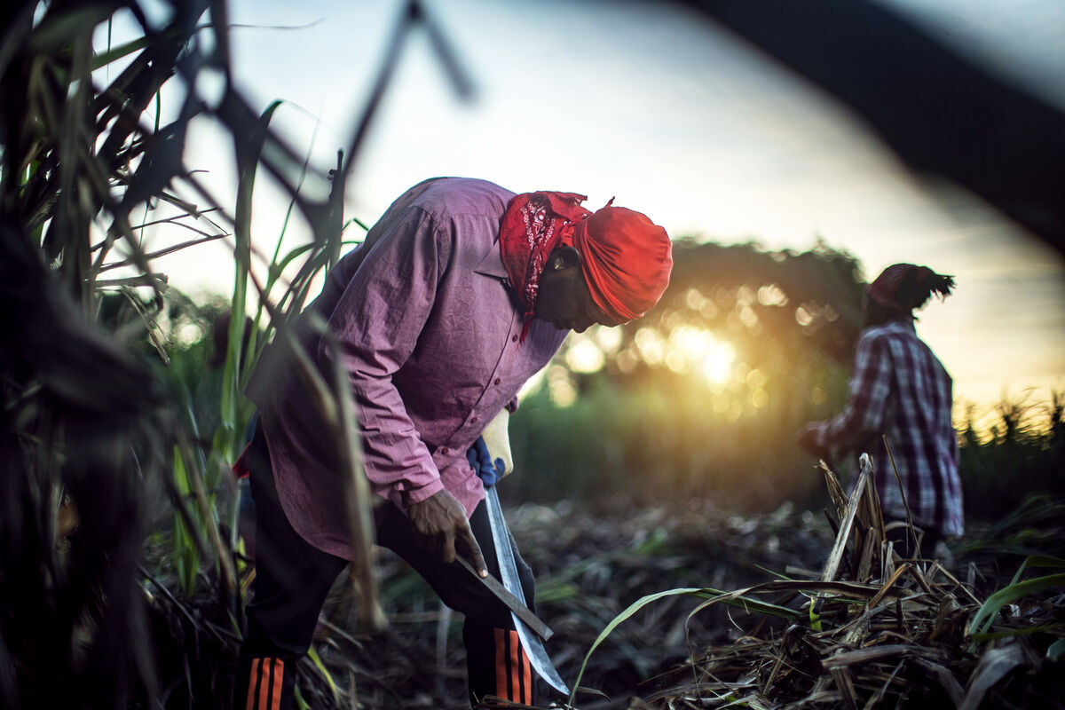 The sugarcane harvest for Renegade Rum The sugarcane harvest for Renegade Rum
