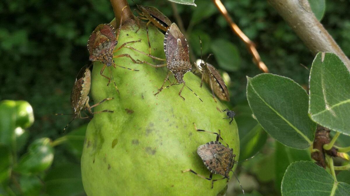 Cork scientists develop AI system to monitor 'smelly' insect which ...