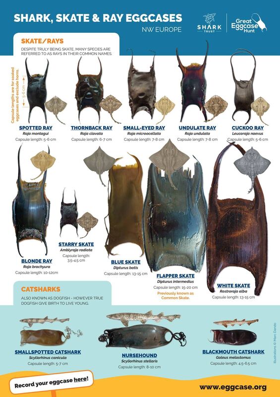 Hunt For Shark Eggs This Easter