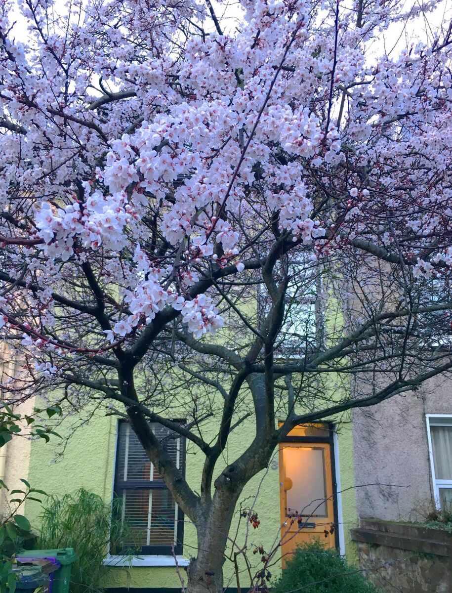 Blooming lovely (pic from three years ago when last on the market).The tree is a almond blossom variety Blooming lovely (pic from three years ago when last on the market).The tree is a almond blossom variety