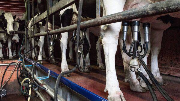 EU milk production remained fairly stable in 2022, albeit with lower milk fat and milk protein content, and so reduced processing availability. 