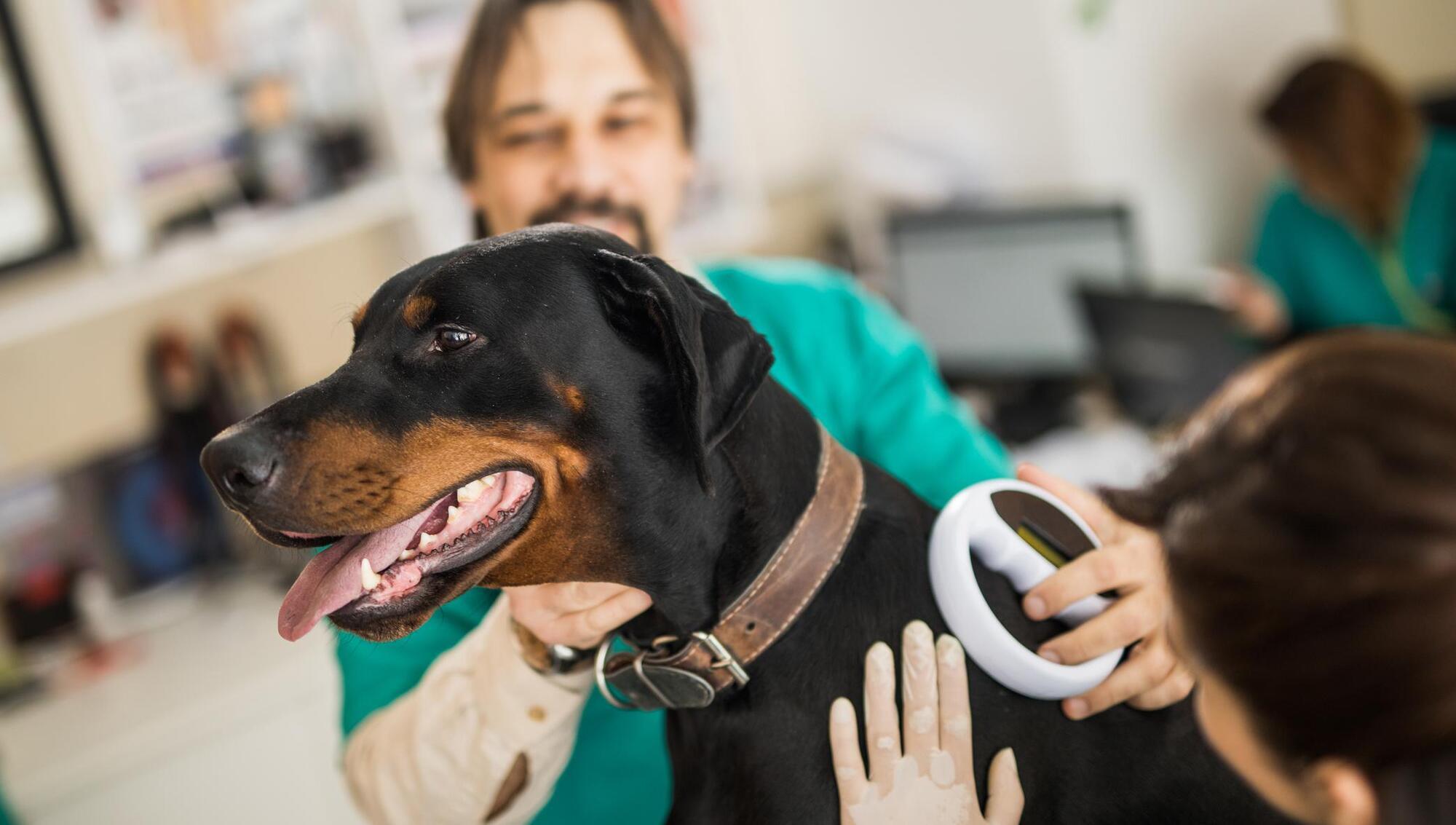 Pete the Vet: Dogs and the Irish State are undergoing the biggest review in a lifetime